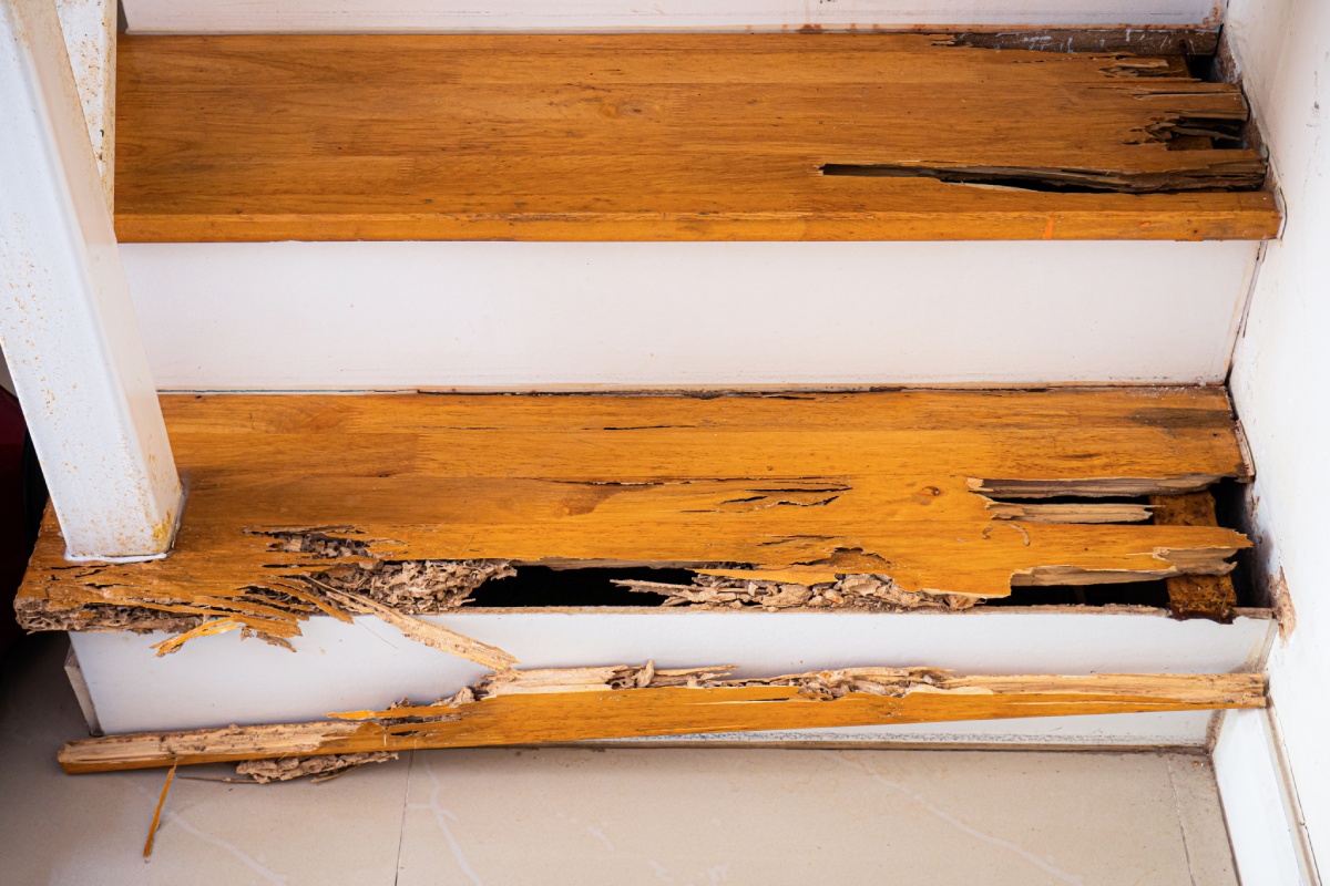 Inspection diagnostic termites